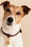 PD PAOLA Letter Pet Charm Γράμμα C